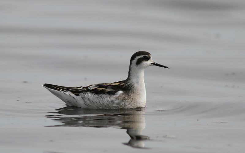 Smalnäbbad simsnäppa - Red-necked Phalarope (Phalaropus lobatus)