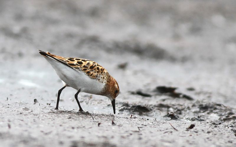 Småsnäppa - Little Stint (Calidris minuta)