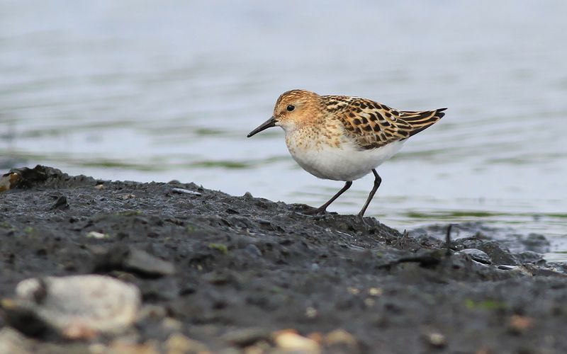 Småsnäppa - Little Stint (Calidris minuta)