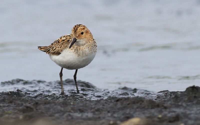 Småsnäppa - Little Stint (Calidris minuta)