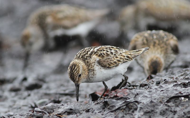 Småsnäppa - Little Stint (Calidris minuta)