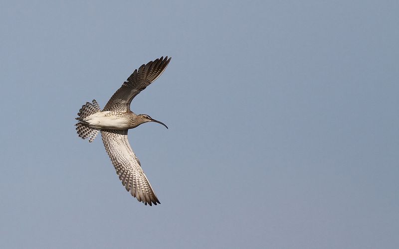 Småspov - Eurasian Whimbrel (Numenius phaeopus)