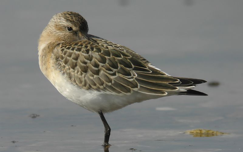 Spovsnäppa - Curlew Sandpiper (Calidris ferruginea)