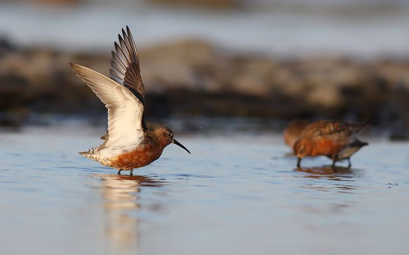 Spovsnäppa - Curlew Sandpiper (Calidris ferruginea)