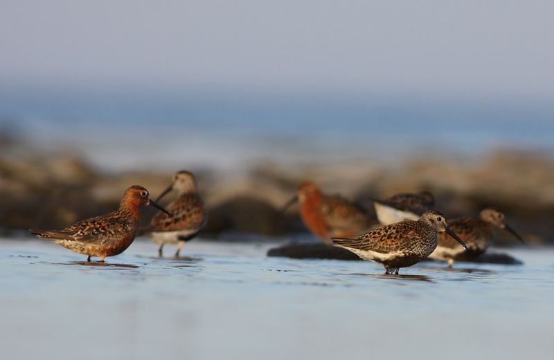 Spovsnäppa - Curlew Sandpiper (Calidris ferruginea)
