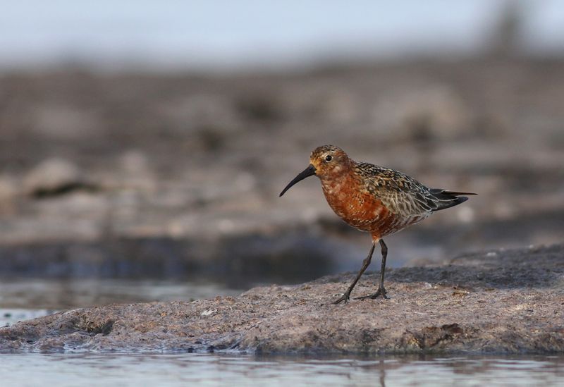Spovsnäppa - Curlew Sandpiper (Calidris ferruginea)