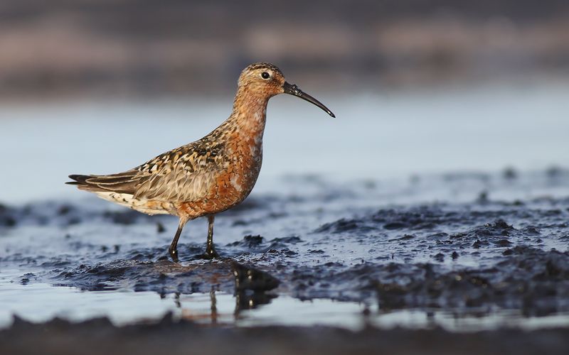 Spovsnäppa - Curlew Sandpiper (Calidris ferruginea)