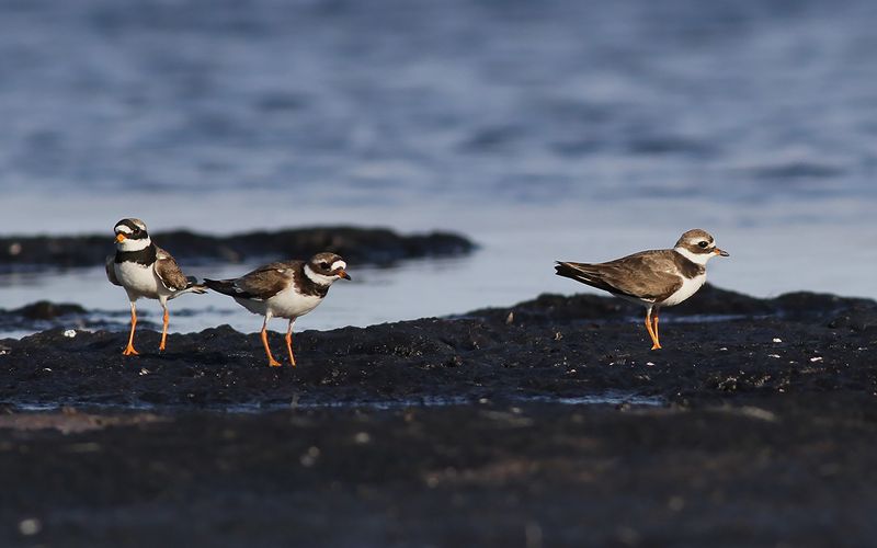 Större strandpipare - Ringed Plover (Charadrius hiaticula)