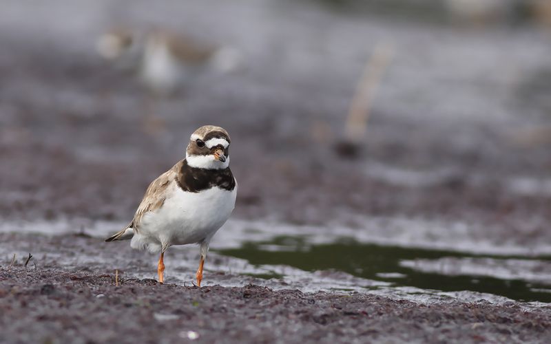 Större strandpipare - Ringed Plover (Charadrius hiaticula)