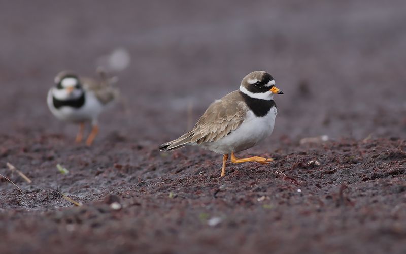 Större strandpipare - Ringed Plover (Charadrius hiaticula)