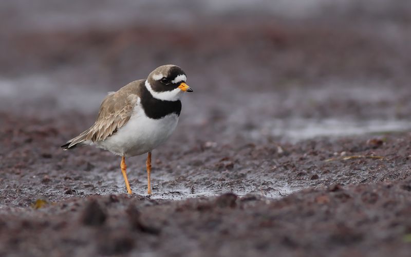 Strre strandpipare - Ringed Plover  (Charadrius hiaticula)