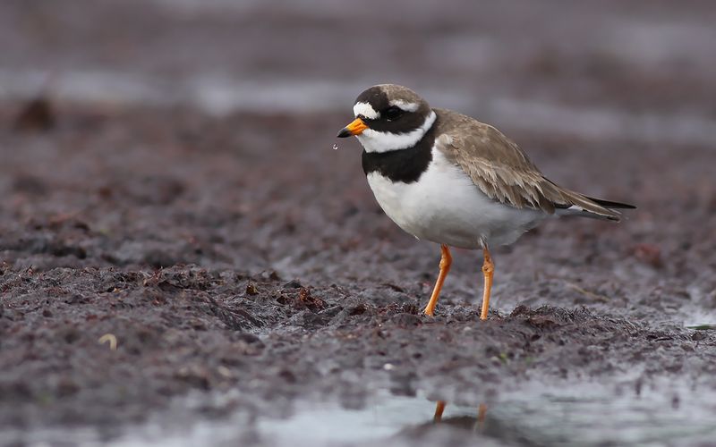 Strre strandpipare - Ringed Plover  (Charadrius hiaticula)