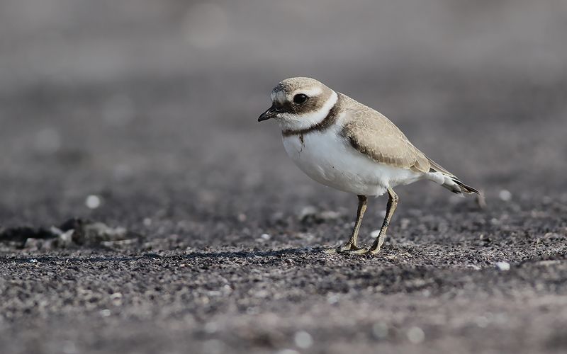 Större strandpipare - Ringed Plover (Charadrius hiaticula)