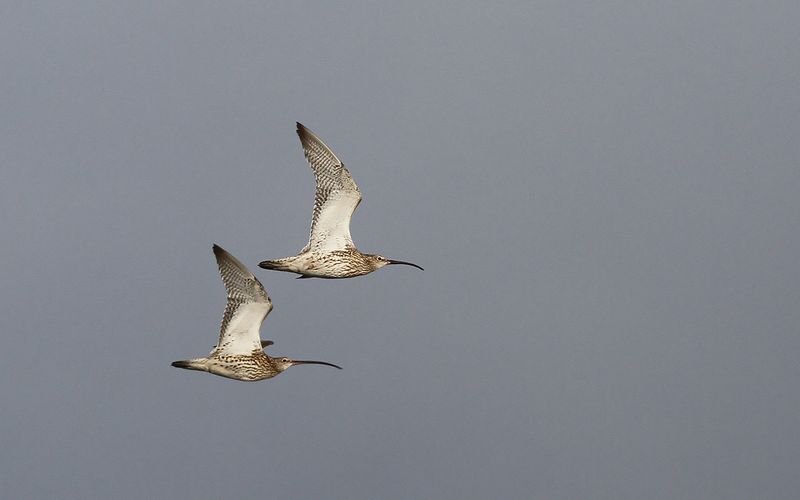 Storspov - Eurasian Curlew (Numenius arquata)