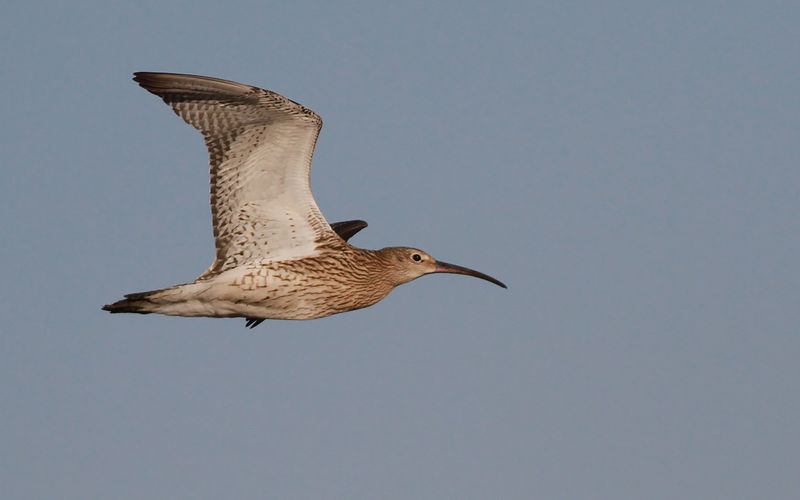 Storspov - Eurasian Curlew (Numenius arquata)