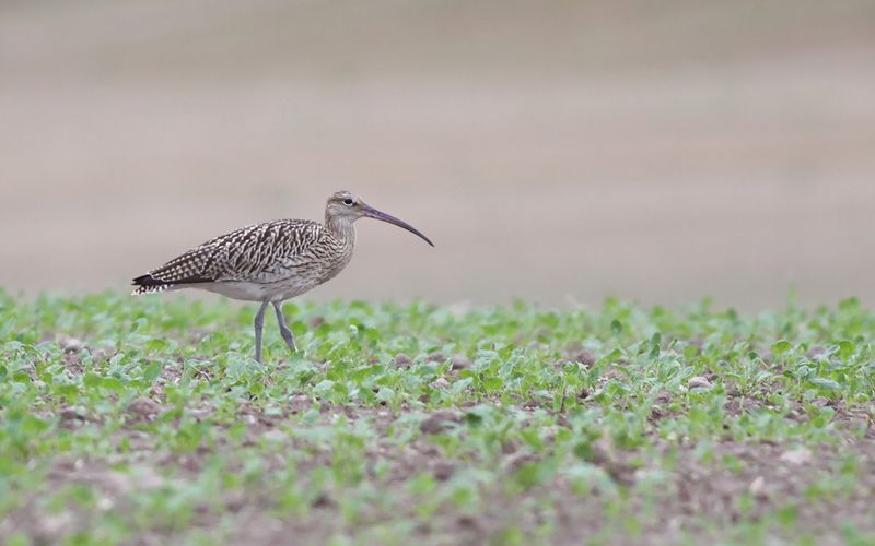 Storspov - Eurasian Curlew (Numenius arquata)
