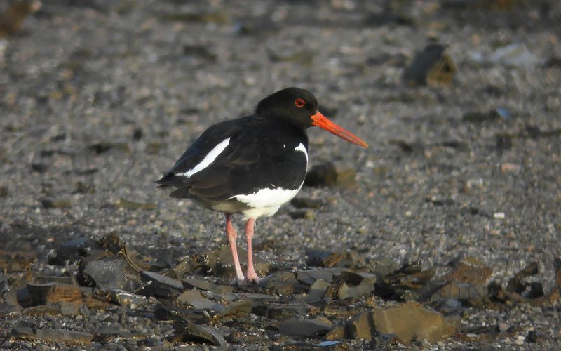 Strandskata - Eurasian Oystercatcher (Haematopus ostralegus)