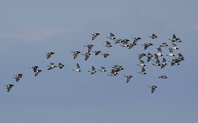 Strandskata - Eurasian Oystercatcher (Haematopus ostralegus)