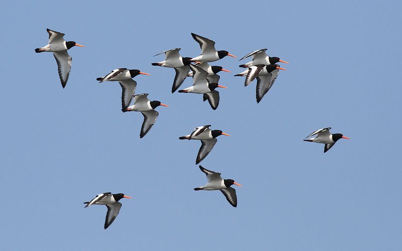 Strandskata - Eurasian Oystercatcher (Haematopus ostralegus)