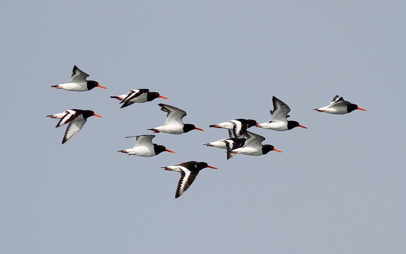 Strandskata - Eurasian Oystercatcher (Haematopus ostralegus)