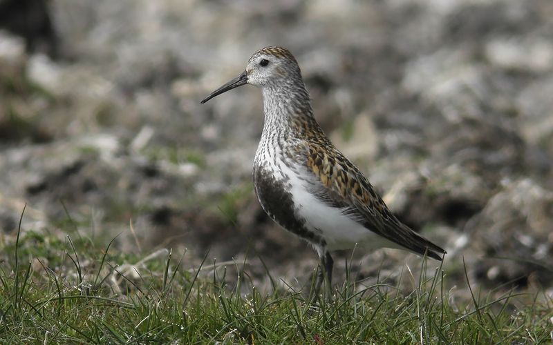 Kärrsnäppa - Dunlin (Calidris alpina)