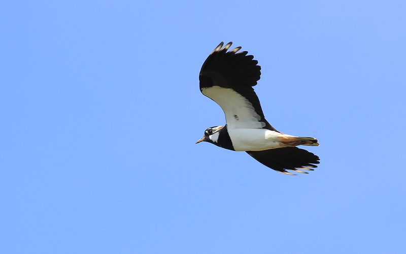 Tofsvipa - Northern Lapwing (Vanellus vanellus)