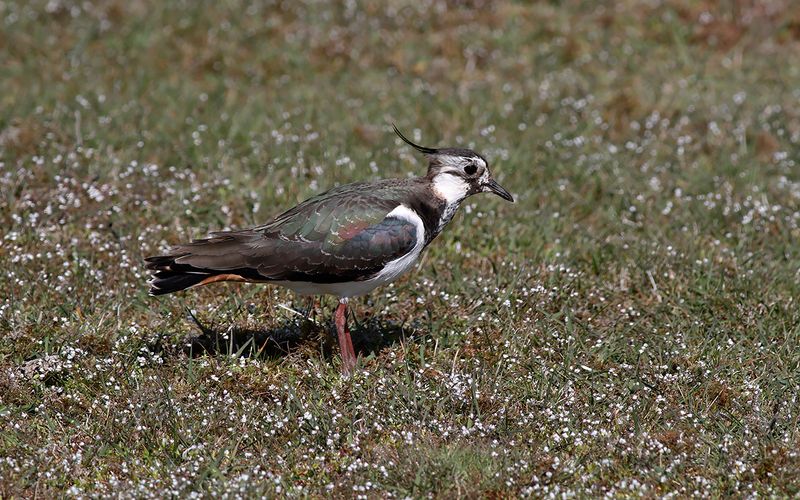 Tofsvipa - Northern Lapwing (Vanellus vanellus)