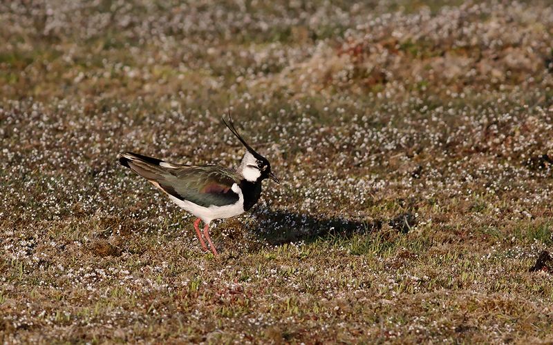 Tofsvipa - Northern Lapwing (Vanellus vanellus)
