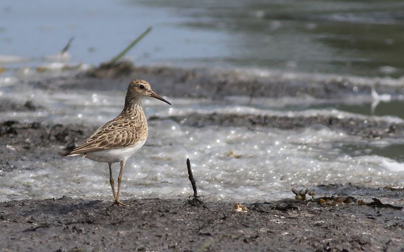 Tuvsnäppa - Pectoral Sandpiper (Calidris melanotos)