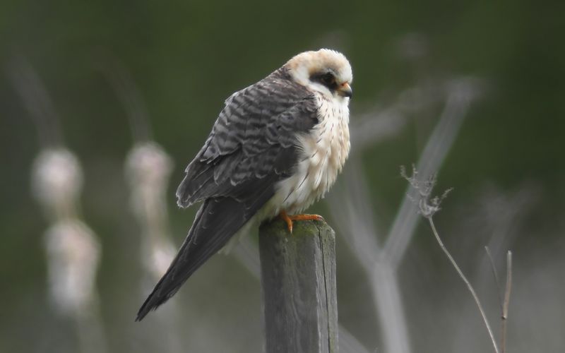 Aftonfalk - Red-footed Falcon  (Falco vespertinus)