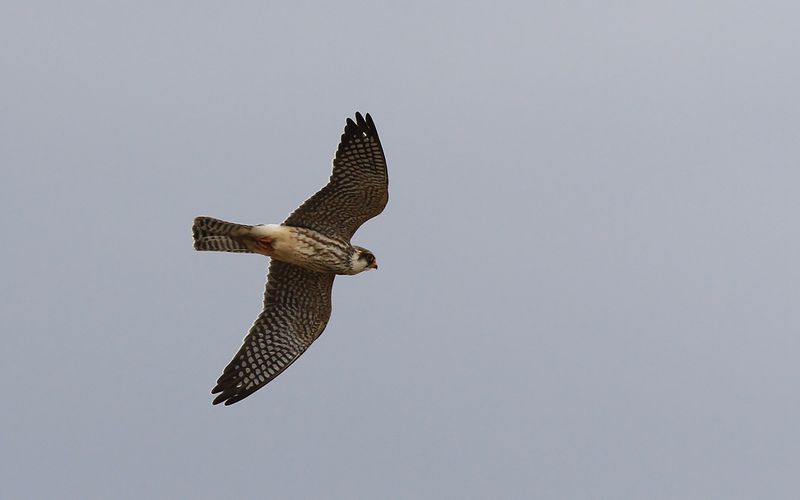 Aftonfalk - Red-footed Falcon  (Falco vespertinus)