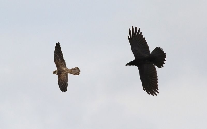 Aftonfalk - Red-footed Falcon  (Falco vespertinus)