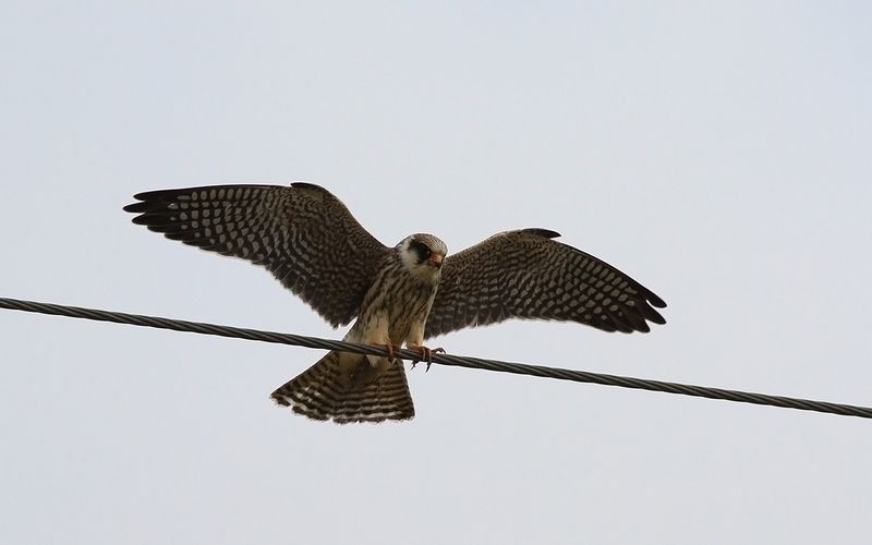 Aftonfalk - Red-footed Falcon  (Falco vespertinus)