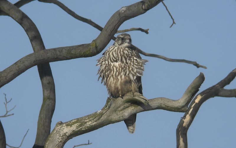 Jaktfalk - Gyr Falcon  (Falco rusticolus)