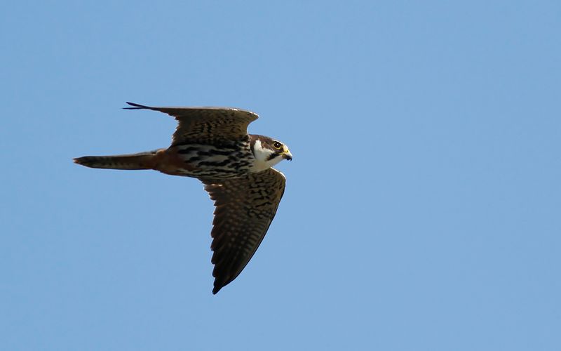 Lrkfalk - Hobby (Falco subbuteo)
