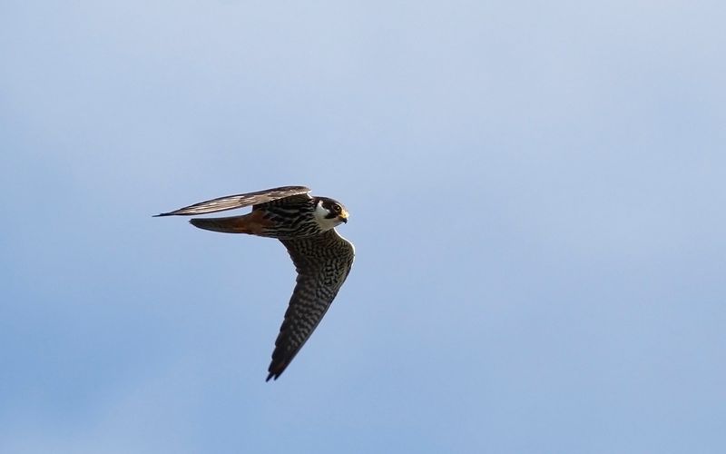 Lrkfalk - Hobby (Falco subbuteo)