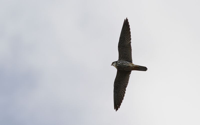 Lrkfalk - Hobby (Falco subbuteo)
