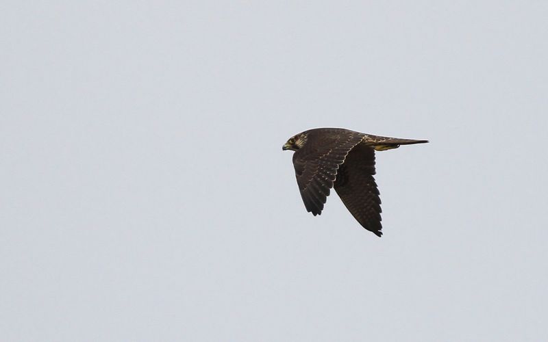Pilgrimsfalk - Peregrine (Falco peregrinus)