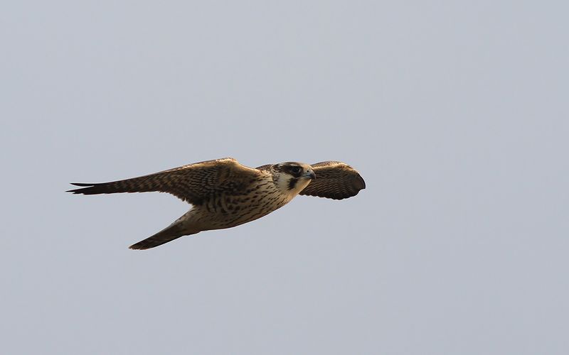 Pilgrimsfalk - Peregrine (Falco peregrinus)