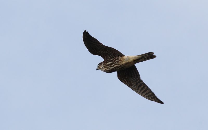 Stenfalk - Merlin (Falco columbarius) 