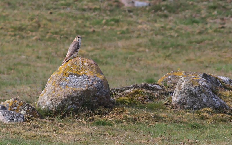 Stenfalk - Merlin (Falco columbarius) 