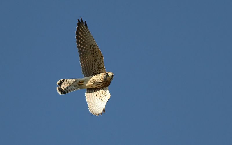 Tornfalk - Common Kestrel (Falco tinnunculus)