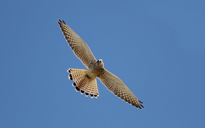 Tornfalk - Common Kestrel (Falco tinnunculus)