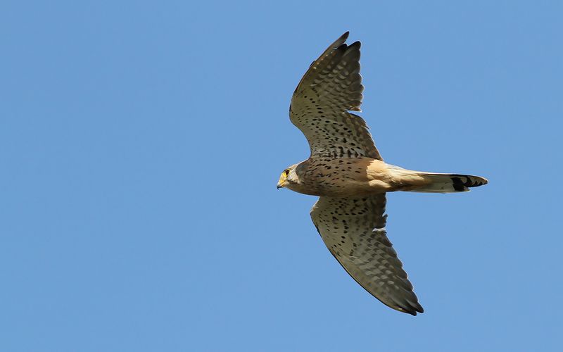 Tornfalk - Common Kestrel (Falco tinnunculus)