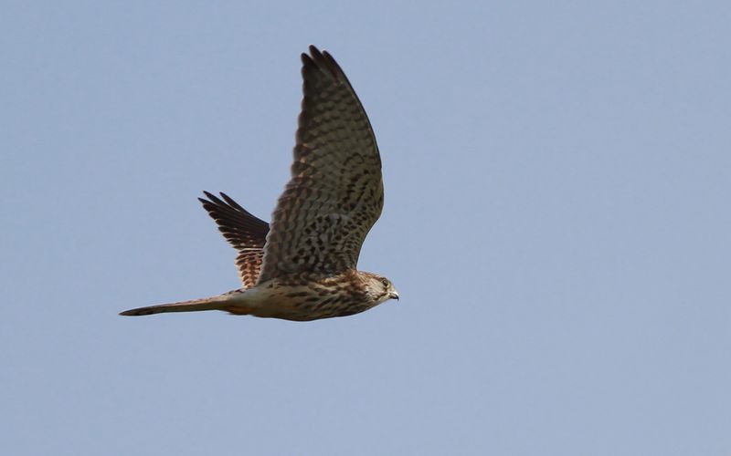 Tornfalk - Common Kestrel (Falco tinnunculus)