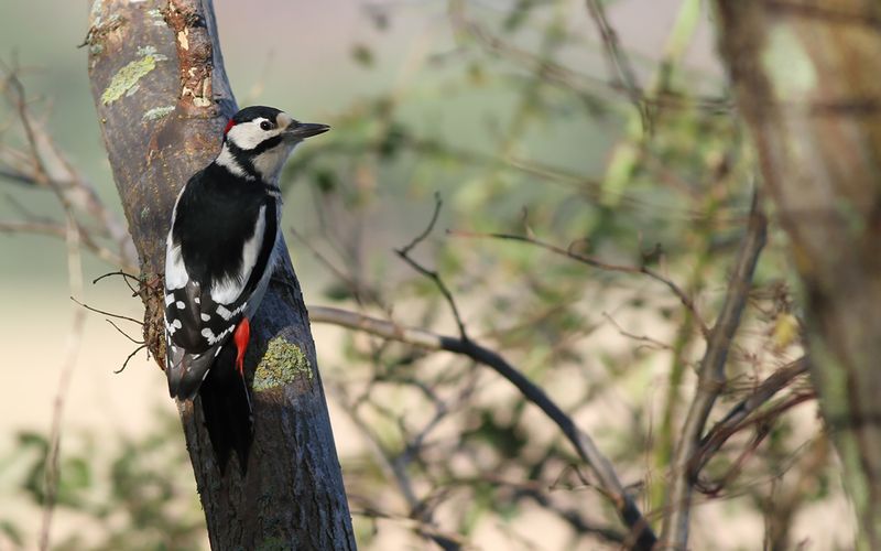 Strre hackspett - Great Spotted Woodpecker (Dendrocopos major)