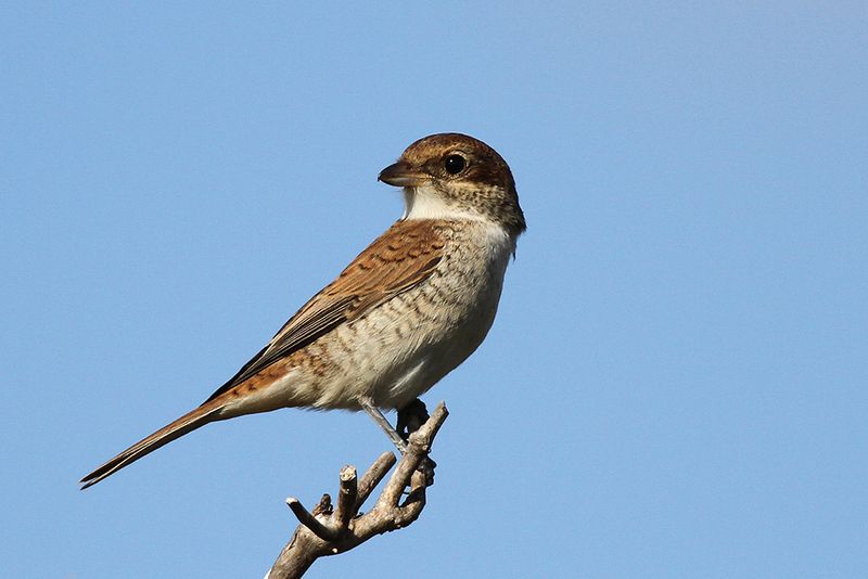 Trnskata - Red-backed  (Shrike Lanius collurio)