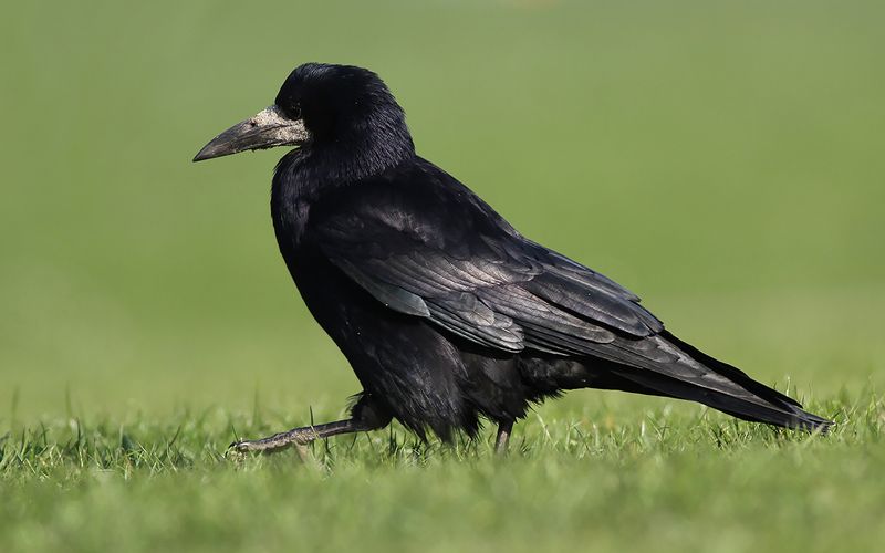 Rka - Rook (Corvus frugilegus)