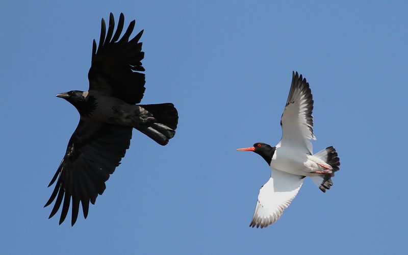 Grkrka - Hooded Crow  (Corvus cornix)