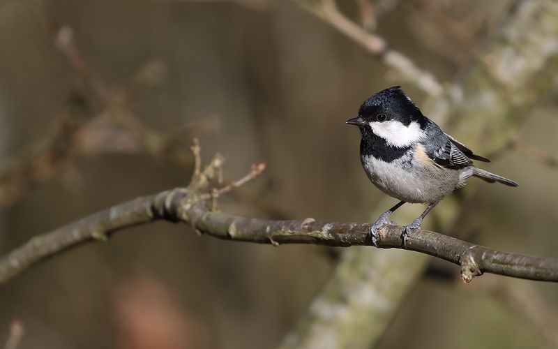Svartmes - Coal Tit (Periparus ater)